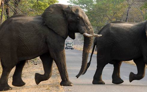 גושי מלח וקליפות תפוזים מורעלים. פילים בפארק בזימבבואה (צילום: AP) (צילום: AP)