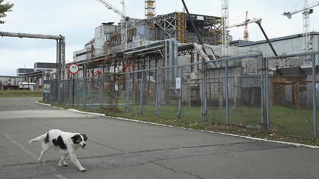 איווניץ', כלב משוטט שקיבל את שמו מעובדים מקומיים, חולף ליד הכור (צילום: gettyimages) (צילום: gettyimages)