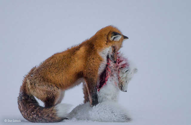 צילום השנה והזוכה בקטגוריית יונקים (Don Gutoski / Wildlife Photographer of the Year 2015)