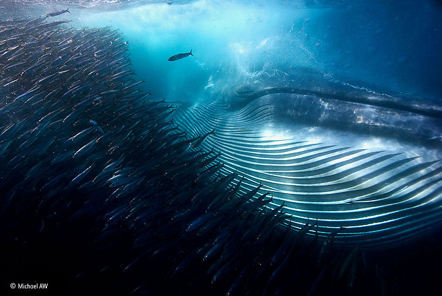 מקום ראשון בקטגוריית צילום תת-ימי (Michael AW / Wildlife Photographer of the Year 2015)