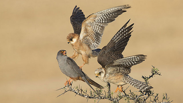 The winning photo: A trio of red-footed falcons (Photo: Amir Ben-Dov)
