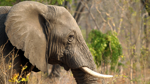 40 פילים הורעלו באחרונה באמצעות ציאניד בפארק הלאומי הוואנגה (צילום: AP) (צילום: AP)