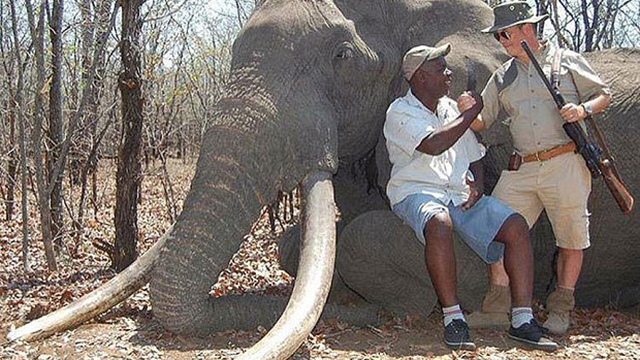 הצייד הגרמני והפיל שצד ברישיון בשמורה בזימבבואה ()
