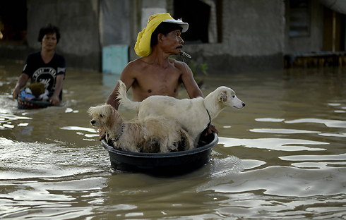 פינוי כלבים מפני הסופה בפיליפינים (צילום: AFP) (צילום: AFP)