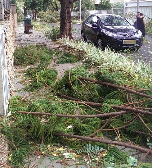 נזקי הסערה בשבוע שעבר  (צילום: דנה כהן בראון) (צילום: דנה כהן בראון)