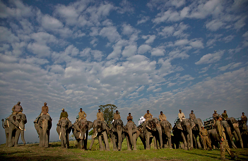 תיירים בפארק פילים שנפתח בהודו (צילום: AP) (צילום: AP)
