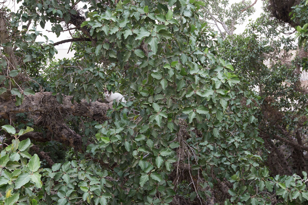 ג'ונגל של עץ אחד. לשקמים אין טבעות גידול שנתיות, אך מומחים אומדים את גילה במאות שנים, אולי אף 500 שנה (צילום: דור נבו)