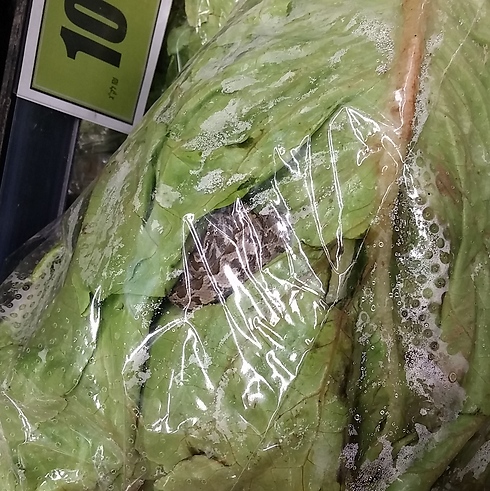 The picture of the viper in the lettuce (Photo: Snakesss.com)