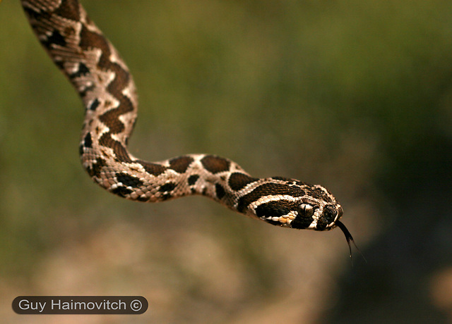 A Palestinian viper in the wild (Photo: Guy Haimovich, snake-id.com)