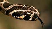 צילום: צילום: גיא חיימוביץ, snake-id.com