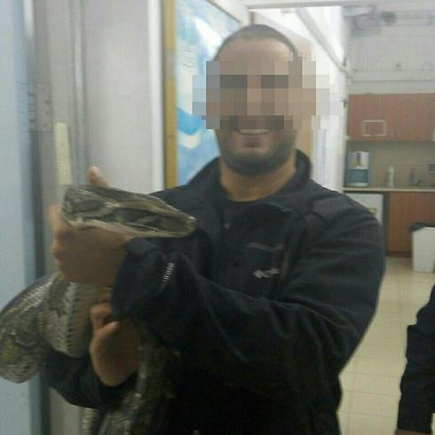 החשוד טוען שהנחש הגיע לבד. הנחש שנמצא (צילום: חטיבת דובר המשטרה) (צילום: חטיבת דובר המשטרה)