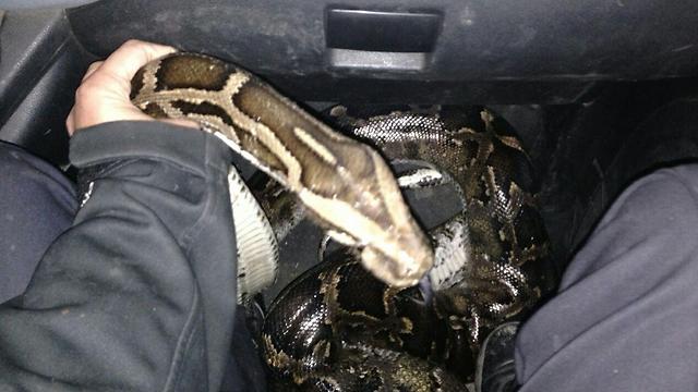 בעל הנחש חשד בשכנו לשעבר. הנחש שנמצא במושב גאולים (צילום: חטיבת דובר המשטרה) (צילום: חטיבת דובר המשטרה)