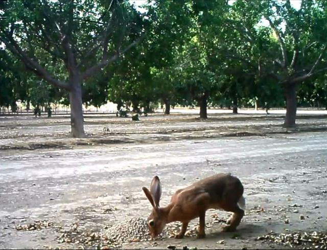 ארנבת שדה (צילום: חנן לבבי, רשות הטבע והגנים) (צילום: חנן לבבי, רשות הטבע והגנים)
