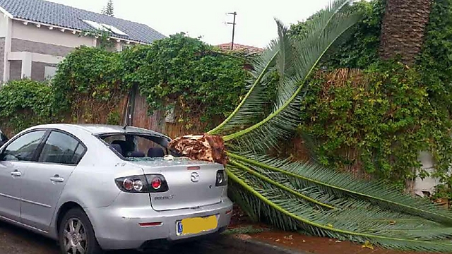 מכונית נפגעה מעץ דקל שקרס (צילום: איתן נווה) (צילום: איתן נווה)