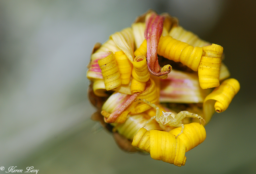 סרטביש הפרחים בפוזת חיבוק מזמין. (צילום: קרן לוי) (צילום: קרן לוי)