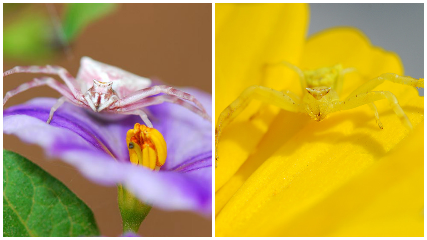 סרטביש לימוני מימין, סרטביש הפרחים משמאל (צילום: קרן לוי) (צילום: קרן לוי)