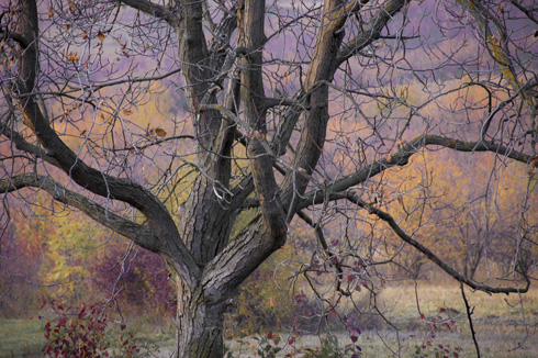 העץ העירום מאפשר לרוחות החורף לעבור דרכו ללא התנגדות (צילום:shutterstock)