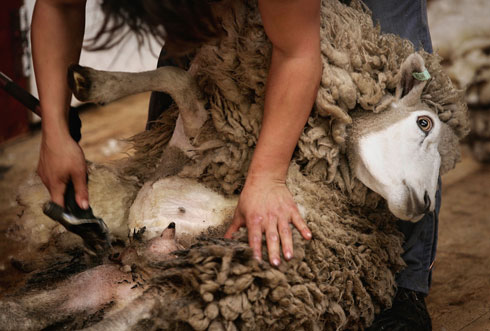 "כבשים עברו מניפולציה גנטית, כך שהן מלאות צמר בערך פי 7 ממה שאמור להיות עליהן" (צילום: gettyimages)