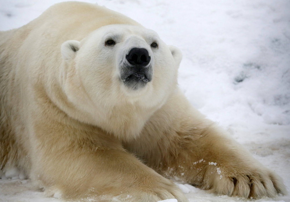  דוב קוטב בשלג בגן חיות ברוסיה (צילום: רויטרס) (צילום: רויטרס)