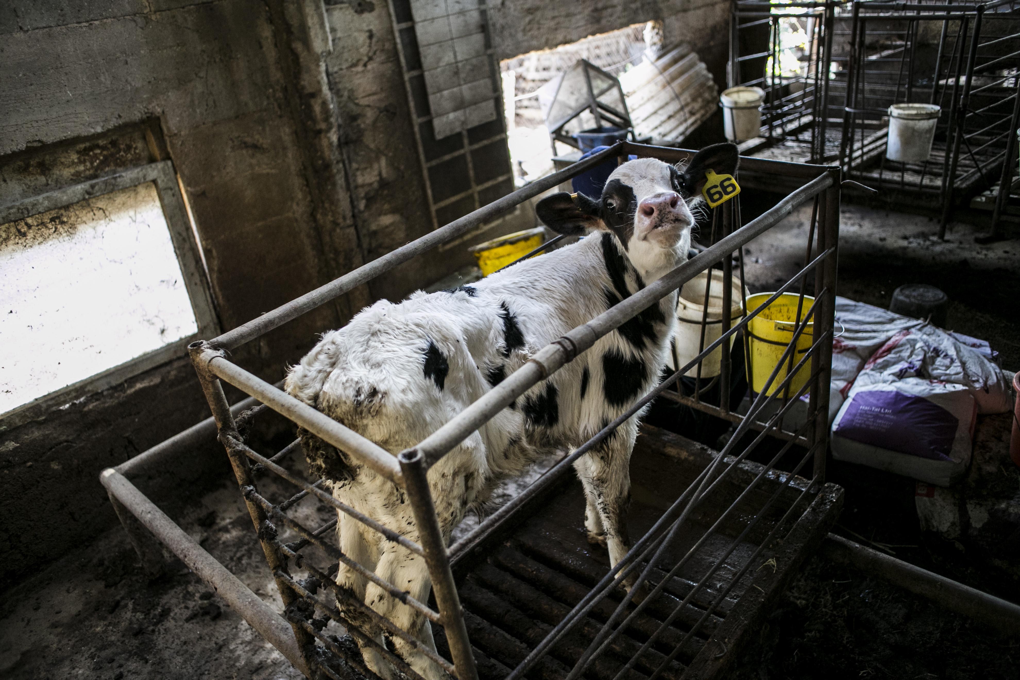  (צילום: רועי שפרניק, החזית לשחרור בעלי חיים) (צילום: רועי שפרניק, החזית לשחרור בעלי חיים)