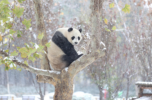 דוב פנדה בחורף של ג'יהאן, סין (צילום: רויטרס) (צילום: רויטרס)
