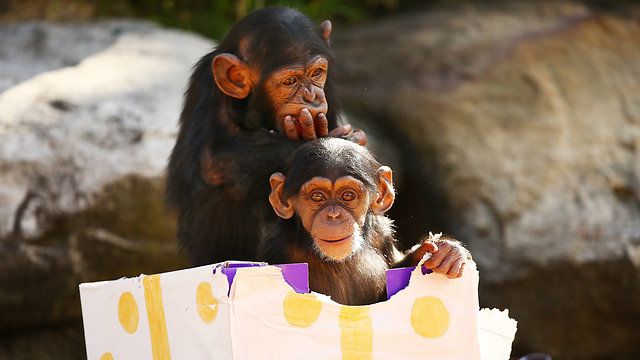 גורי השימפנזות קיבלו מתנות לרגל חג המולד הקרב ובא בגן החיות טארונה שבסידני (צילום: gettyimages) (צילום: gettyimages)