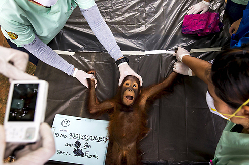 בדיקות בריאות מקיפות לקוף בתאילנד (צילום: רויטרס) (צילום: רויטרס)