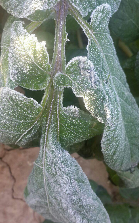 Frost on potato crops in the Negev