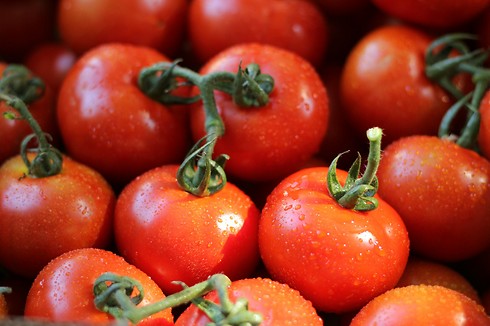 עגבניות מגי טריות, טעימות, עסיסיות ועשירות בליקופן (צילום: תמר ידין) (צילום: תמר ידין)