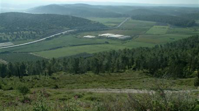 A JNF forest (Photo: JNF Archive)