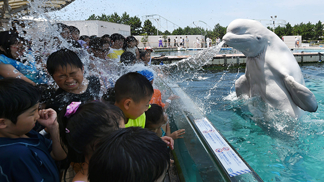 חוטפים מקלחת קרה מלווייתן ביפן (צילום: AFP) (צילום: AFP)