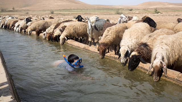 ילד ישראלי שוחה במהלך חופשת הפסח ליד כבשים של פלסטיני בגדה המערבית (צילום: AFP) (צילום: AFP)