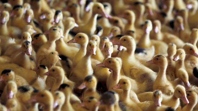 להקת ברווזים בחווה בדואזי שבדרום-מערב צרפת. צרפת איתרה מקרים ראשונים של שפעת העופות מזן H5N3, דבר שמשפיע בעיקר על תעשיית הפואה גרה במדינה (צילום: רויטרס) (צילום: רויטרס)