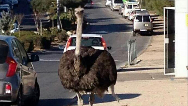 The ostrich in the streets of Jerusalem. (Photo: Shlomi Hazut)