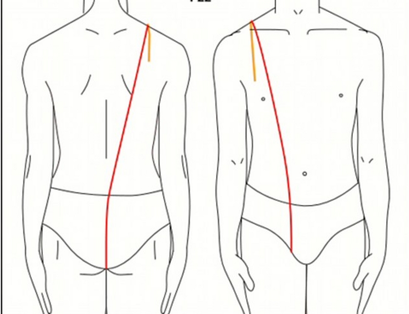 הקשר בין שטח פני הגוף, היקף הגוף מהכתפיים עד למפשעה ולגב והגובה. נוסחה מדויקת יותר  ( )