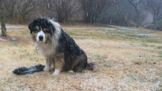 This pup from Merom Golan doesn't seem too happy about the cold (Photo: Lital Ashtamker)