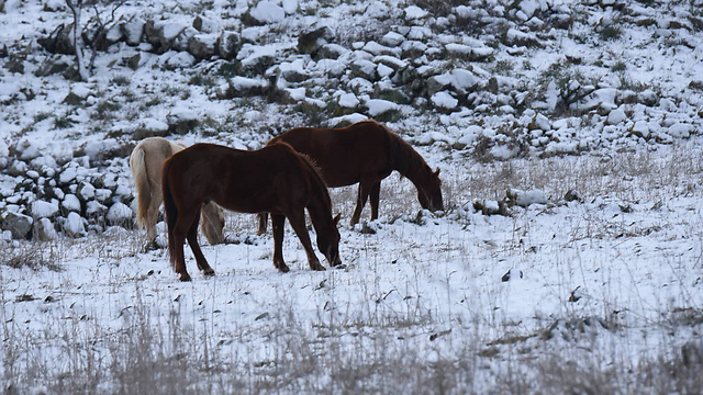 סוסים בשלג (צילום: אביהו שפירא) (צילום: אביהו שפירא)