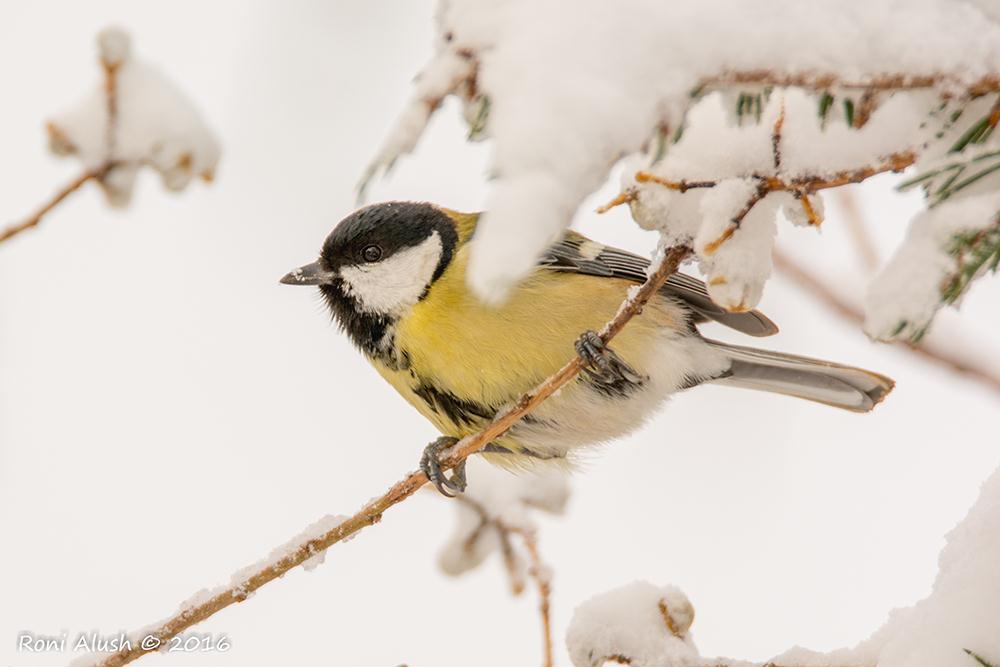Great Tit in the snow, Merom Golan (Photo: Roni Alush)
