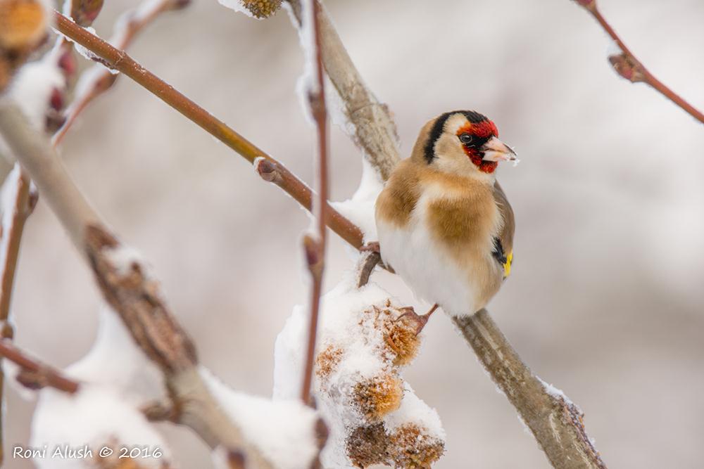 A goldfinch in the snow, Merom Golan (Photo: Roni Alush)