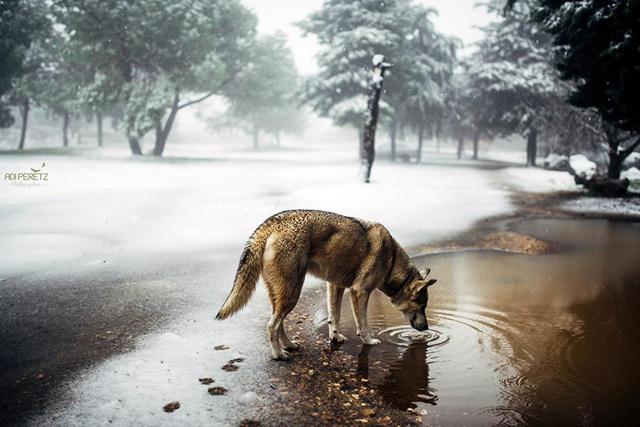 כלב לוגם מים בעין זיוון (צילום: עדי פרץ) (צילום: עדי פרץ)