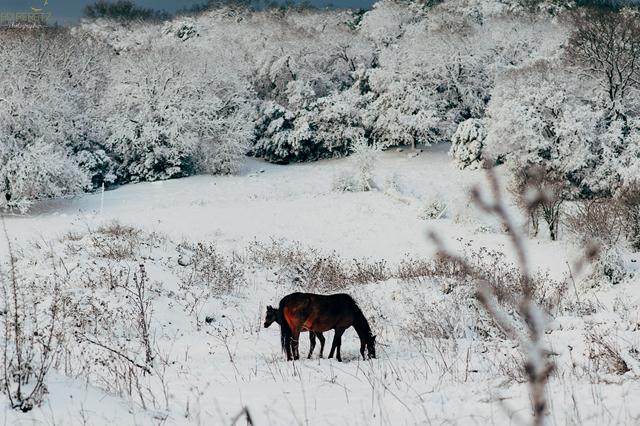 A horse in the snow (Photo: Adi Peretz)