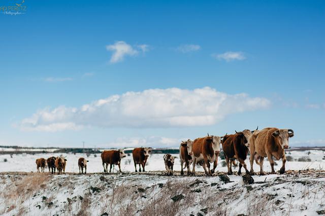 Bulls in the snow (Photo: Adi Peretz)