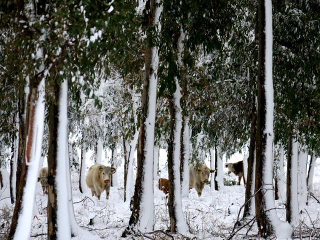 Cows in the snow (Photo: Rina Nagila, Kibbutz Ortal)