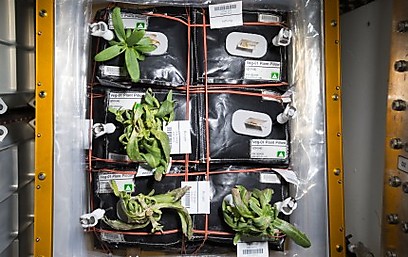 צמחי הזיניה שגדלים על גבי מערכת הניסוי "וגי" (Veggie) בתחנת החלל הבינלאומית (צילום: סקוט קלי, נאס"א) (צילום: סקוט קלי, נאס