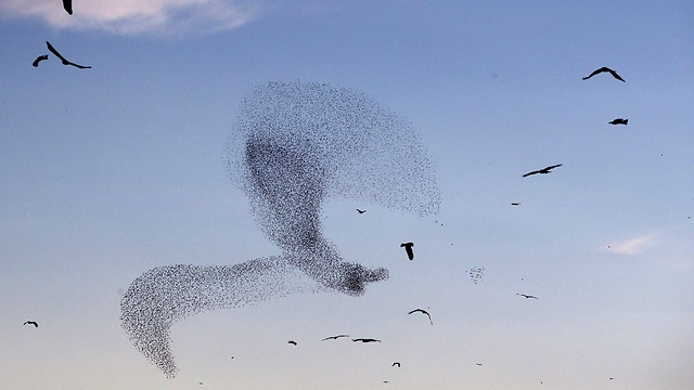 Starling formation over the skies of southern Israel (Photo: Reuters)