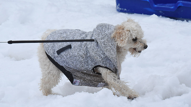 A dog walking in the snow in the Mount Hermon area (Photo: Aviyahu Shapira)