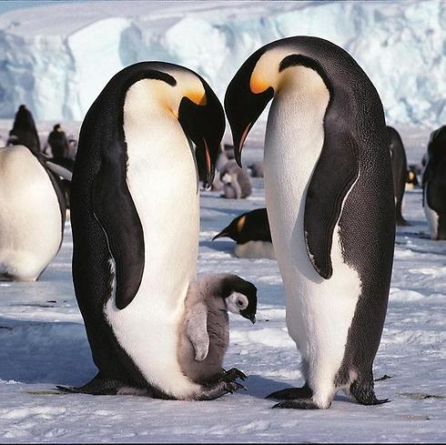 הפינגווין הקיסרי. הגדול ביותר שקיים (צילום: quark expeditions) (צילום: quark expeditions)