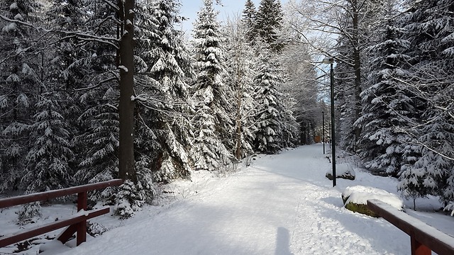 חכו לינואר. שלג בחורשות הקפואות (צילום: אייל להמן) (צילום: אייל להמן)