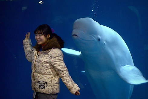 חיוך של לווייתן, בסלפי בגן חיות בבייג'ינג (צילום: AFP) (צילום: AFP)