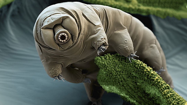 The tardigrade (Photo: NASA)